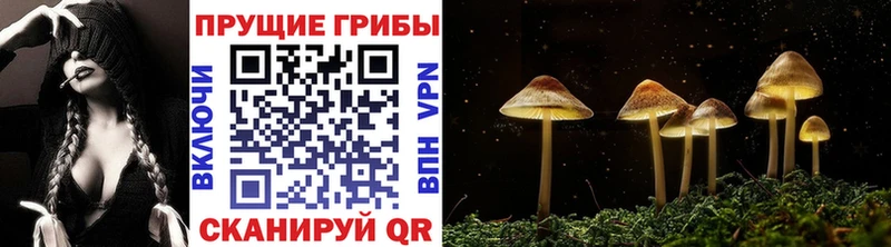 Псилоцибиновые грибы Psilocybe  Красноуральск 